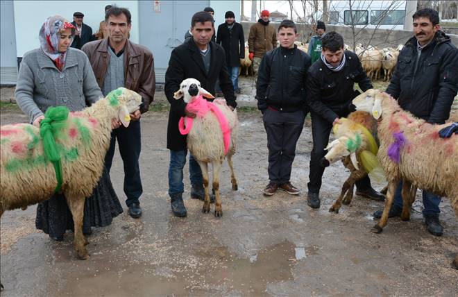 Sosyal Risk Altında Olan Çiftçilere Damızlık Koyun Ve Koç Dağıtıldı