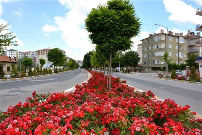 Aksaray belediyesi  1 milyon 20 bin adet çiçek dikti