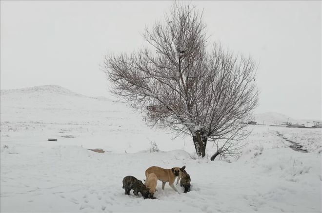 Aksaray Belediyesi Tarafından Doğaya Yem Bırakıldı