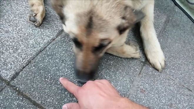 Sokak Köpeği Saldırısına Uğrayan Vatandaş Yaralandı