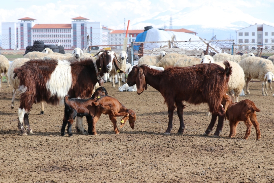 Aksaray'da Tarımsal ve hayvansal üretim tüm hızıyla devam ediyor